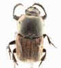 Cheironitis pamphilus